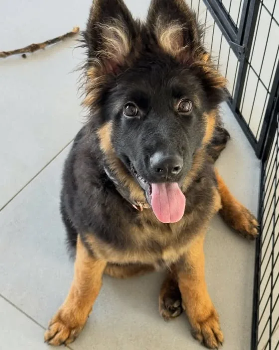 Cachorro de pastor-alemão de pelo comprido, sentado, de língua de fora, a olhar para a câmara